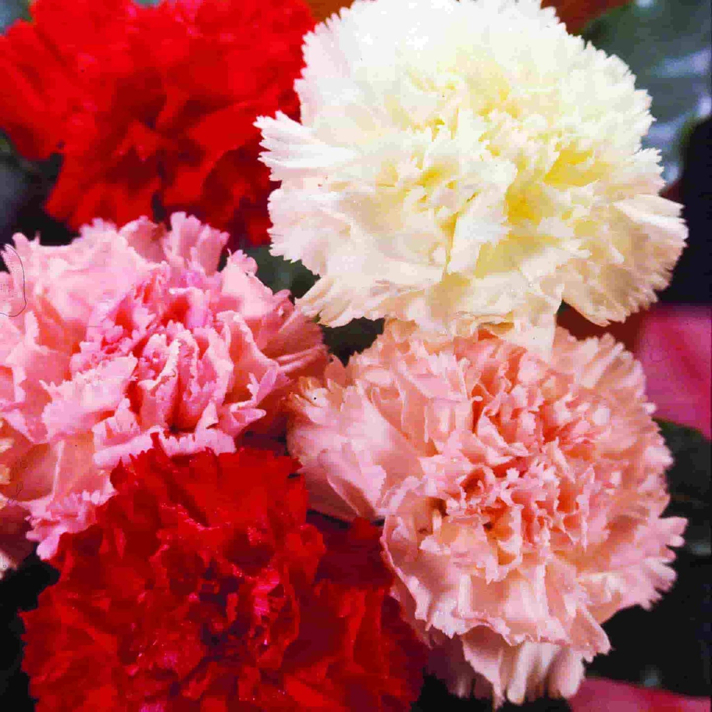 assorted carnation