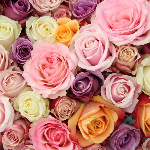 single rose